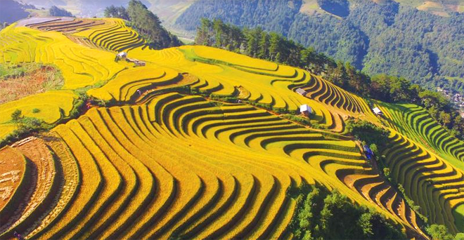 The terraced fields in Cat Cat Village, Sapa, are famous for their stunning landscapes and the harmonious blend of mountains and lush green fields.